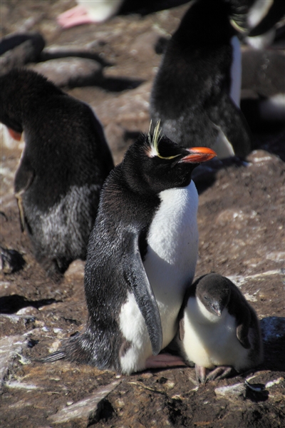 SaundersIs_RockHopperPenguins_4833.jpg - Rockhopper Penguin with Chick, Saunders Island, Falkland Islands