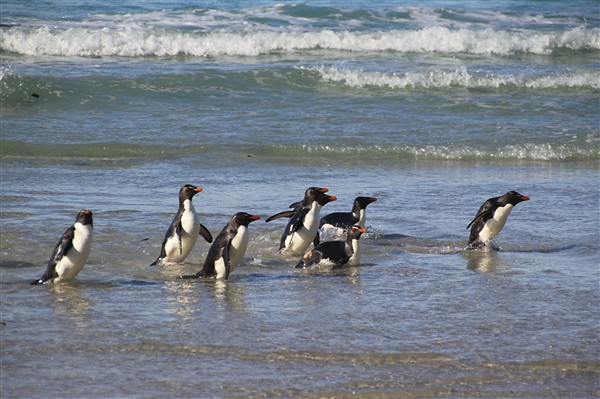 SaundersIs_RockHopperPenguins_4843_m.jpg - Rockhopper Penguins, Saunders Island, Falkland Islands