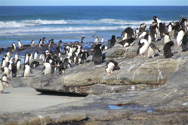 SaundersIs_RockHopperPenguins_4850_m.jpg - Rockhopper Penguins, Saunders Island, Falkland Islands