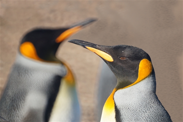 Saunders__Penguin_King_DSC05717.jpg - Two King Penguins - Saunders Island, Falkland Islands