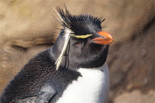 Saunders__Penguin_Rockhopper_DSC05675.jpg - Rockhopper Penguin, Saunders Island, Falkland Islands