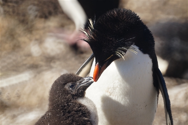 Saunders__Penguin_Rockhopper_DSC0693.jpg - Rockhopper Penguin with Chick, Saunders Island, Falkland Islands
