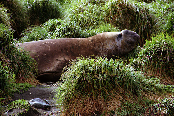 ElephantSeal4.jpg