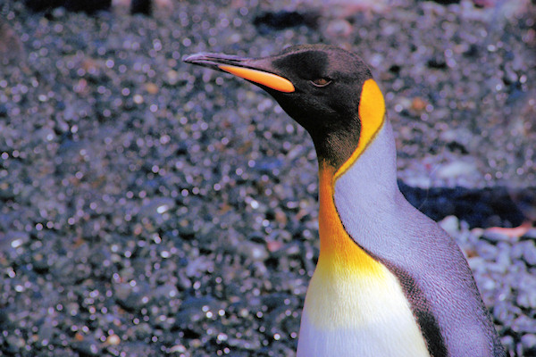 KingPenguins10.jpg