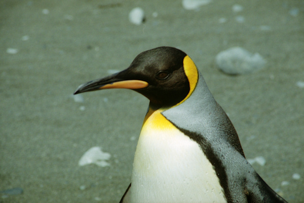 KingPenguins12.jpg