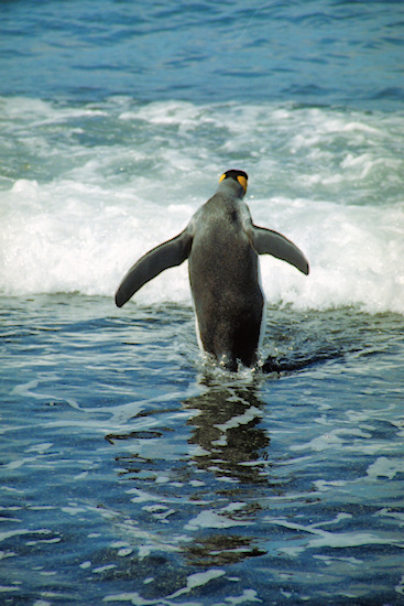 KingPenguins13.jpg