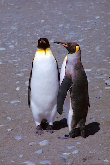 KingPenguins14.jpg