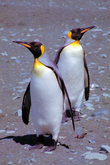 KingPenguins15.jpg