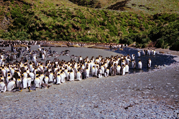 KingPenguins16.jpg