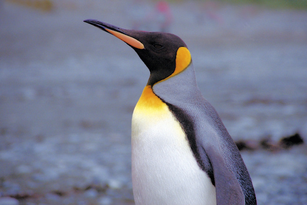 KingPenguins3.jpg