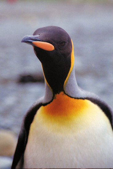 KingPenguins4.jpg