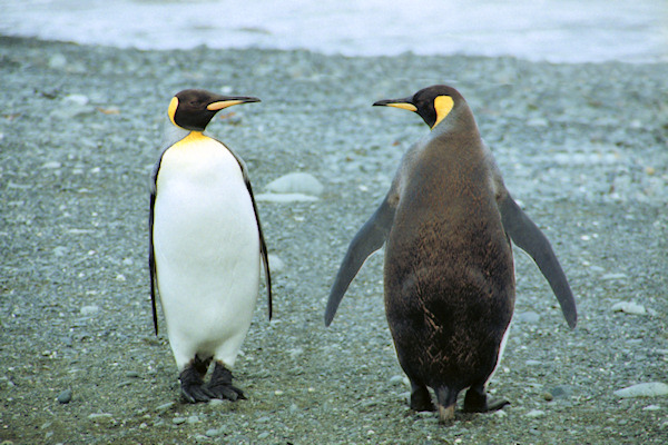 KingPenguins5.jpg
