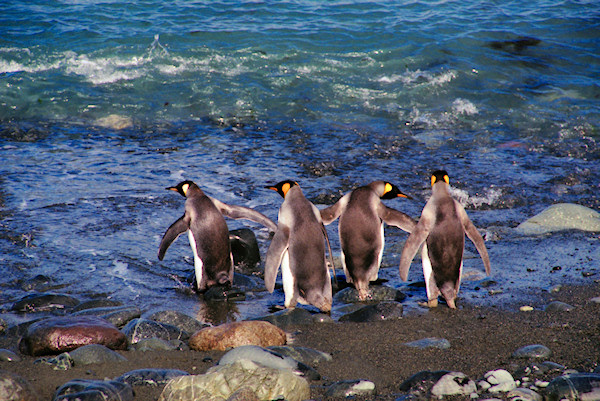 KingPenguins6.jpg