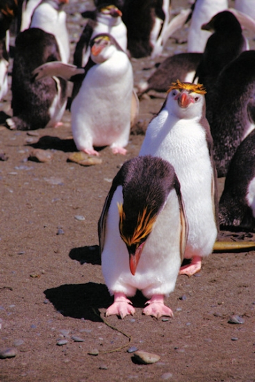 RoyalPenguins7.jpg