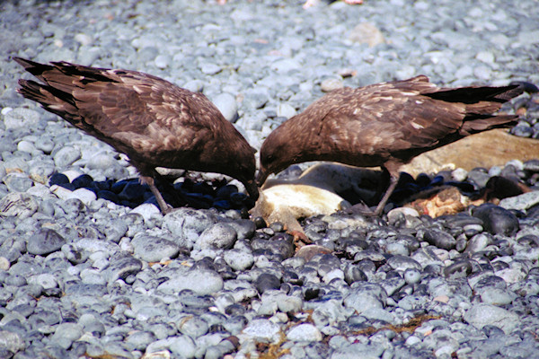 Skuas1.jpg
