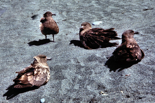 Skuas2.jpg