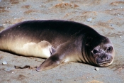 ElephantSeal1
