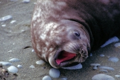 ElephantSeal3