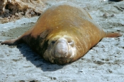 ElephantSeals12
