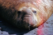 ElephantSeals13