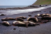ElephantSeals5