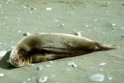ElephantSeals8
