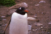 GentooPenguins7