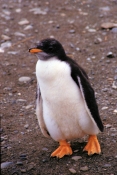 GentooPenguins8