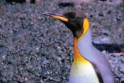 KingPenguins10