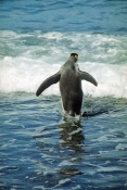 KingPenguins13