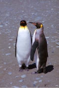 KingPenguins14