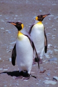 KingPenguins15