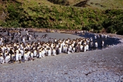 KingPenguins16