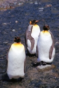 KingPenguins19