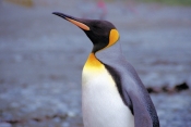 KingPenguins3