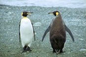 KingPenguins5
