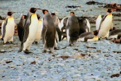 KingPenguins8