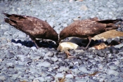 Skuas1