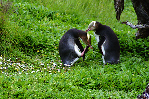 EnderbyIslandYellowEyedPenguins10.jpg