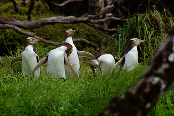 EnderbyIslandYellowEyedPenguins13.jpg