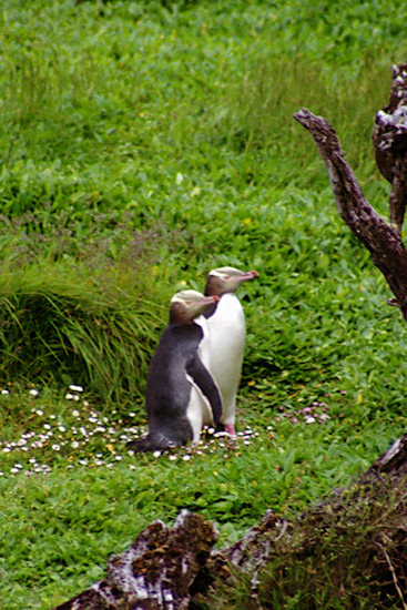 EnderbyIslandYellowEyedPenguins5.jpg