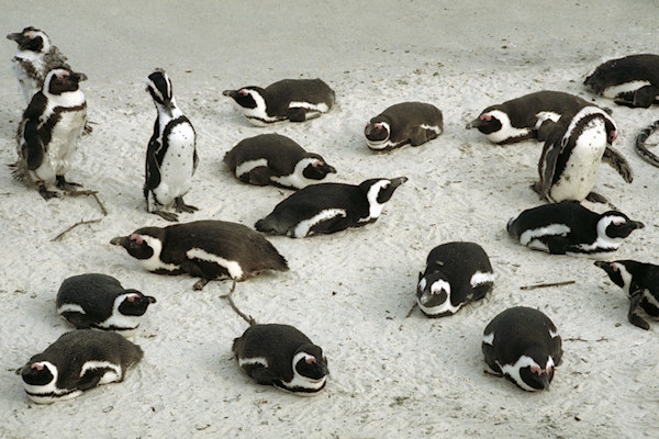 SouthAfrica_BoulderBeach11Penguins.jpg