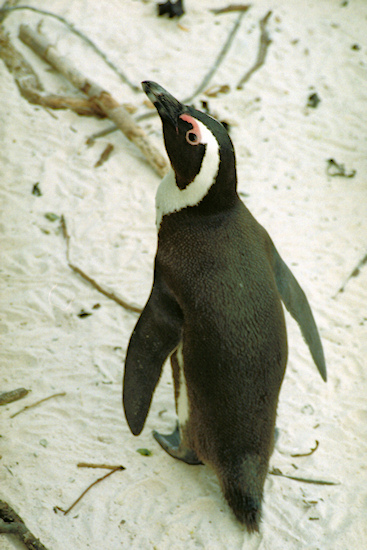 SouthAfrica_BoulderBeach13Penguins.jpg