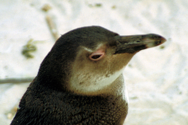 SouthAfrica_BoulderBeach14Penguins.jpg