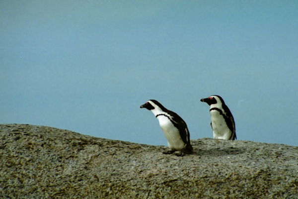 SouthAfrica_BoulderBeach16Penguins.jpg