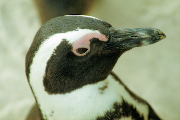 SouthAfrica_BoulderBeach17Penguins.jpg