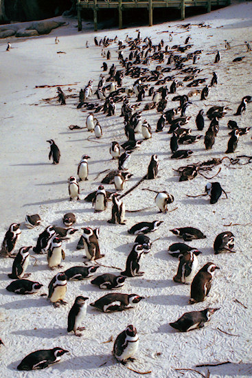 SouthAfrica_BoulderBeach19Penguins.jpg