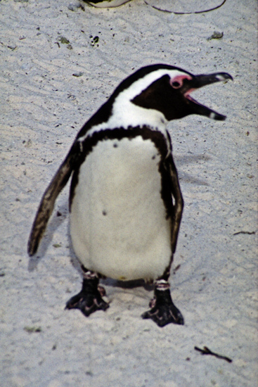 SouthAfrica_BoulderBeach5Penguins.jpg