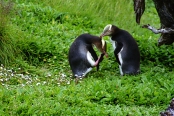 EnderbyIslandYellowEyedPenguins10