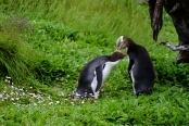 EnderbyIslandYellowEyedPenguins11